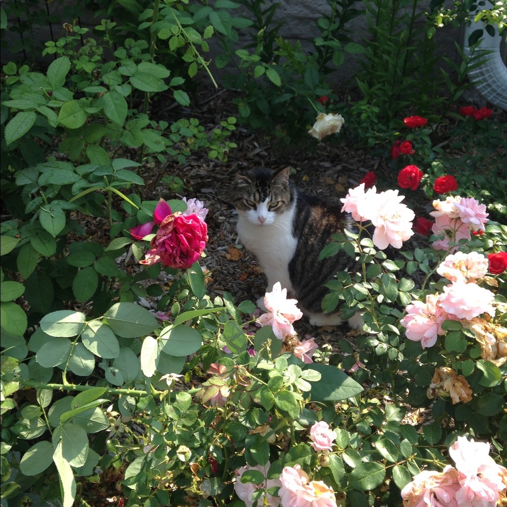 Meet your Posher, Faith